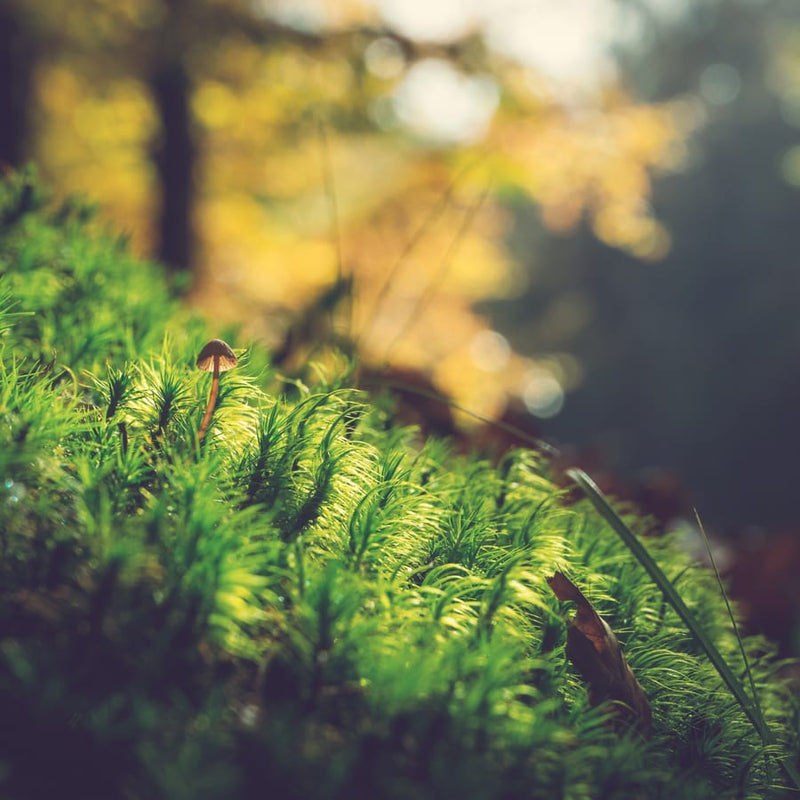 Mushrooms growing on moss in warm forest light