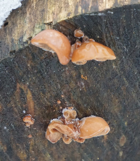 Black Fungus mushroom (Auricularia polytricha)