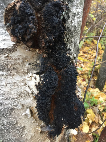 Chaga mushroom (Inonotus obliquus)