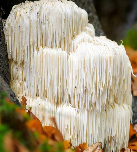 Lion's Mane mushroom (Hericium erinaceus)