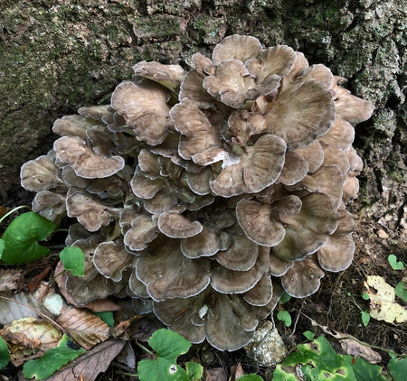 Maitake mushroom (Grifola frondosa)