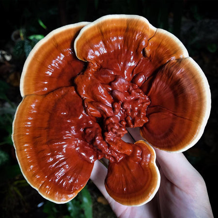 Reishi mushroom (Ganoderma lingzhi)
