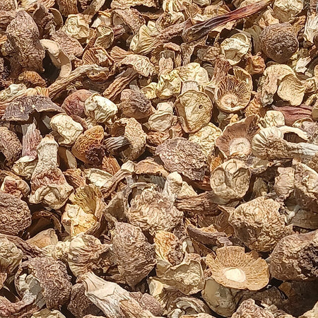 Royal Sun mushroom (Agaricus blazei)