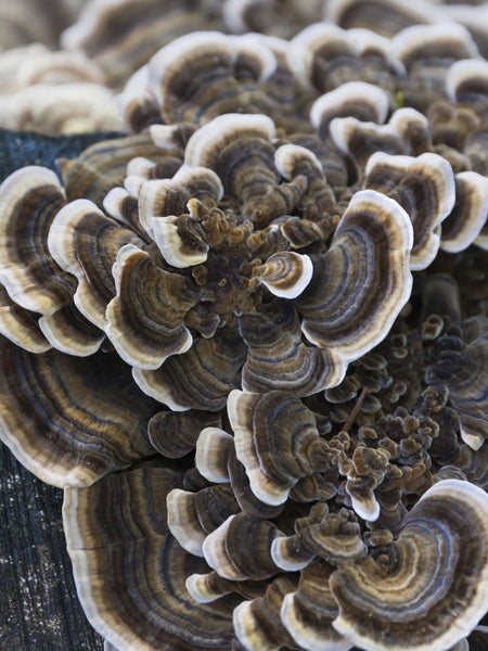 Turkey Tail mushroom (Trametes versicolor)