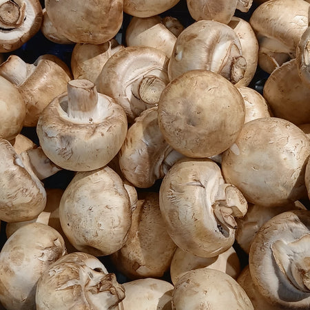 White Button mushroom (Agaricus bisporus)
