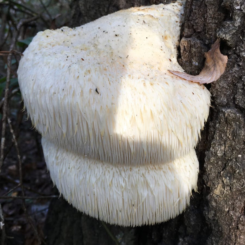 Lion’s Mane mushroom growing on a tree