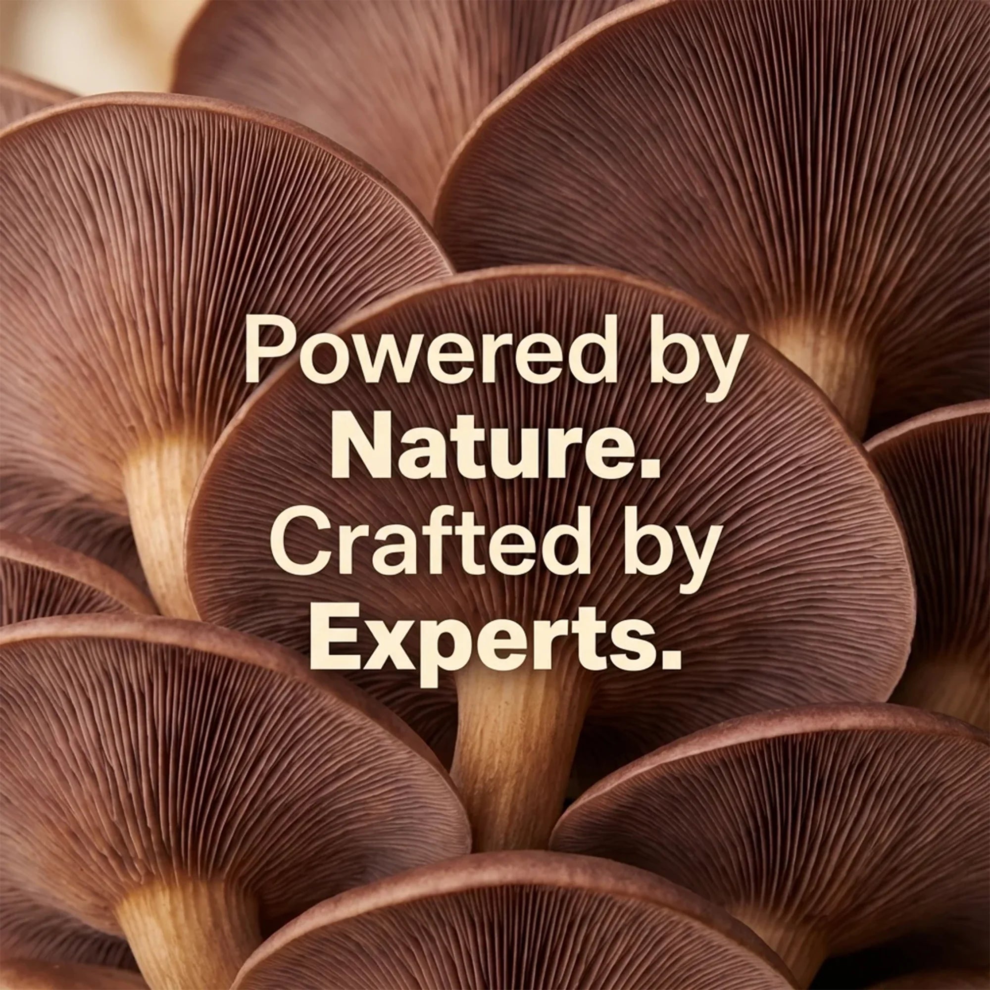 Close-up of mushroom caps