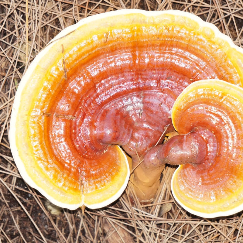 Reishi bracket mushroom
